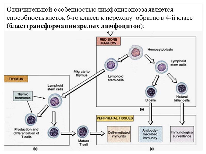 Отличительной особенностью лимфоцитопоэза является способность клеток 6-го класса к переходу  обратно в 4-й